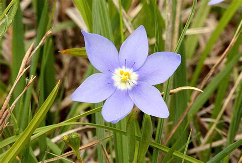 liboggirls.net|Wildflower: Iris .